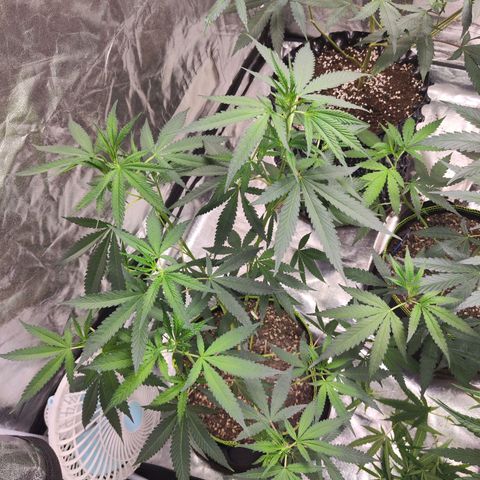 Cakes & cream ค่าย In-house growlog timeline photo