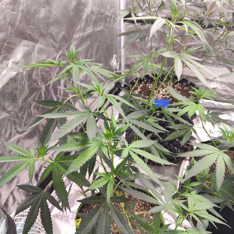Cakes & cream ค่าย In-house growlog timeline photo
