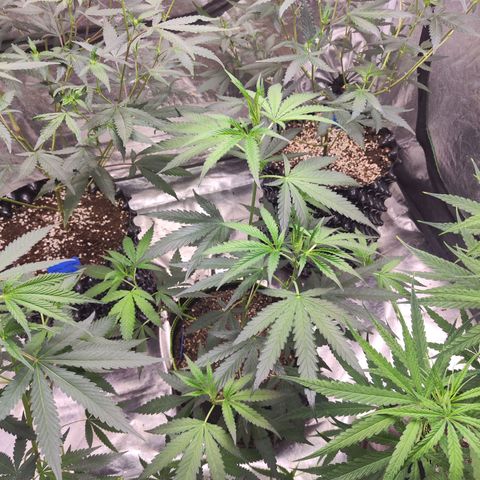  Mack & crack ค่าย Humbo ldt seeds growlog timeline photo