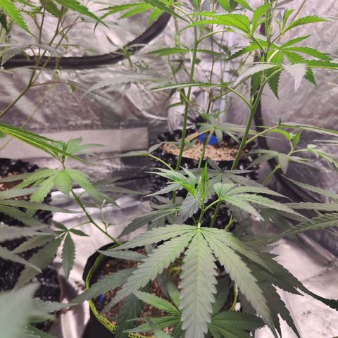  Mack & crack ค่าย Humbo ldt seeds growlog timeline photo