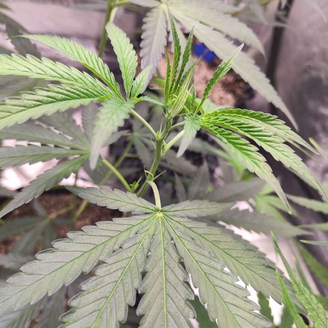  Mack & crack ค่าย Humbo ldt seeds growlog timeline photo
