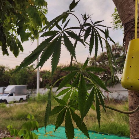ต้นกลับหัว growlog timeline photo
