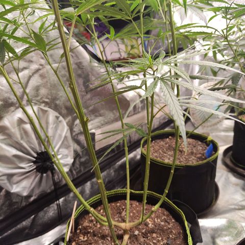 เมล็ดพันธุ์ข้างเขียง growlog timeline photo