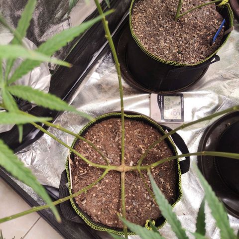 เมล็ดพันธุ์ข้างเขียง growlog timeline photo