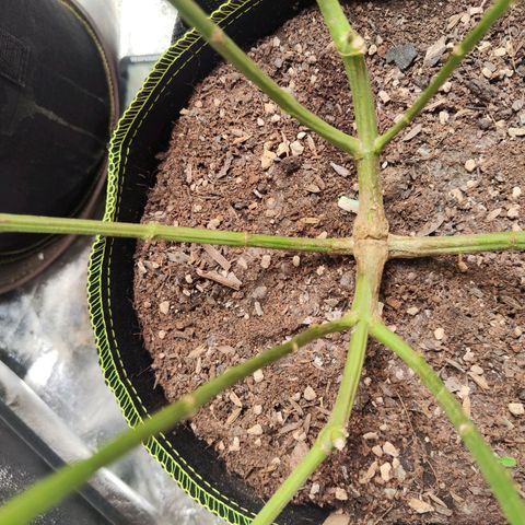 เมล็ดพันธุ์ข้างเขียง growlog timeline photo