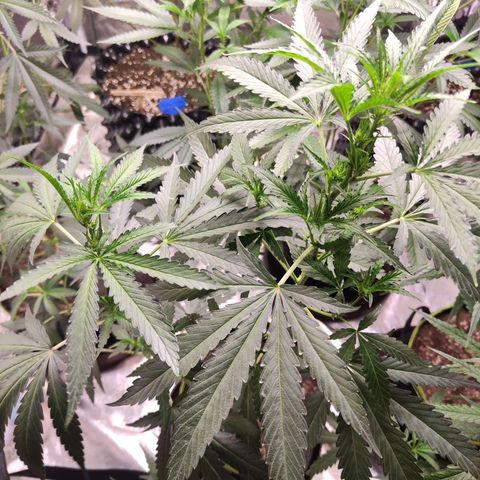  Mack & crack ค่าย Humbo ldt seeds growlog timeline photo