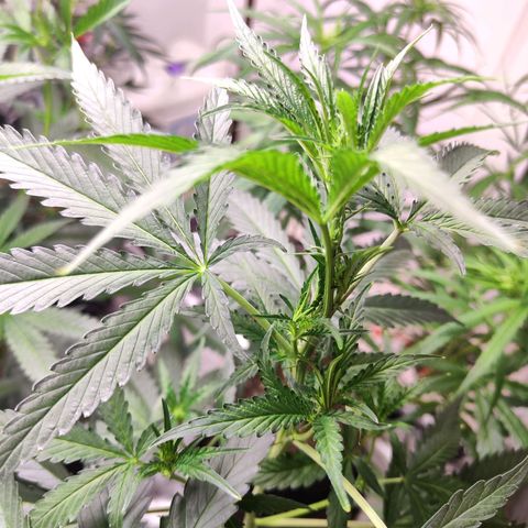  Mack & crack ค่าย Humbo ldt seeds growlog timeline photo