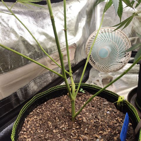  Mack & crack ค่าย Humbo ldt seeds growlog timeline photo