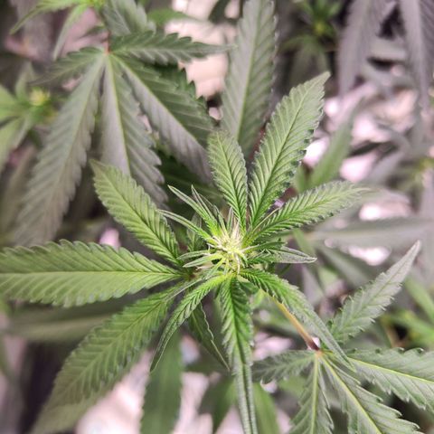 Cakes & cream ค่าย In-house growlog timeline photo