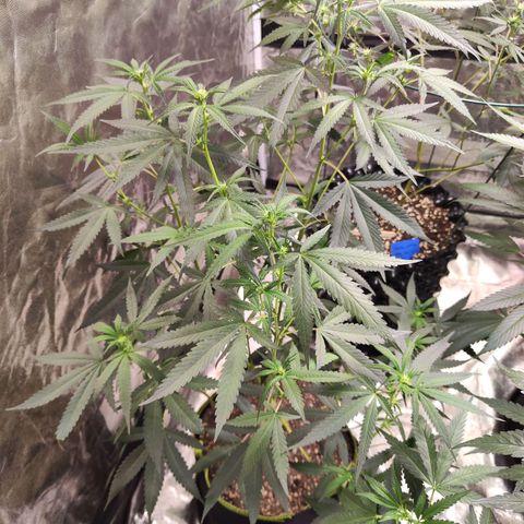 Cakes & cream ค่าย In-house growlog timeline photo