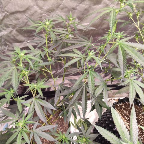 Cakes & cream ค่าย In-house growlog timeline photo