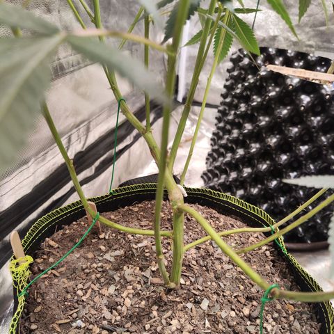 Cakes & cream ค่าย In-house growlog timeline photo