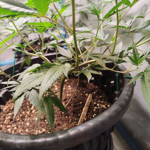Hawaii Faanta  ค่าย compound genetic growlog timeline photo