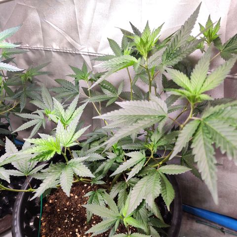 Hawaii Faanta  ค่าย compound genetic growlog timeline photo