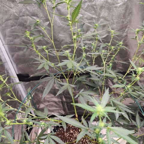 อุลังอุตัง สกิทเทอร์ 2 growlog timeline photo