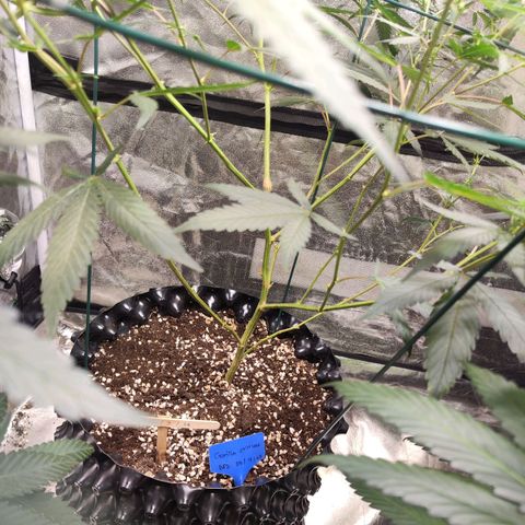 อุลังอุตัง สกิทเทอร์ 2 growlog timeline photo