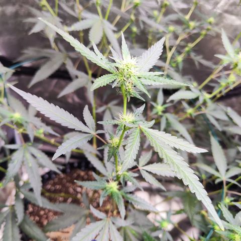 อุลังอุตัง สกิทเทอร์ 2 growlog timeline photo