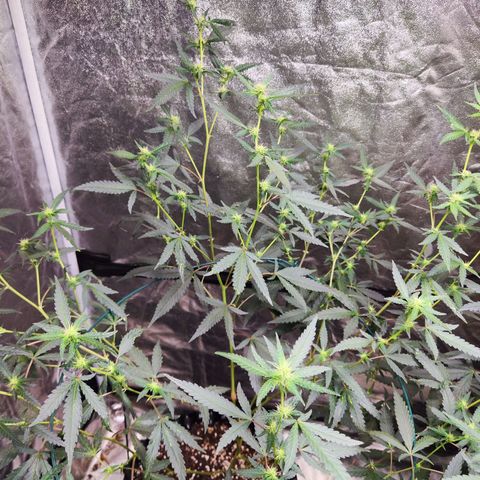 อุลังอุตัง สกิทเทอร์ 2 growlog timeline photo