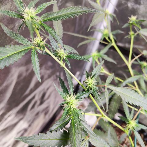 อุลังอุตัง สกิทเทอร์ 2 growlog timeline photo