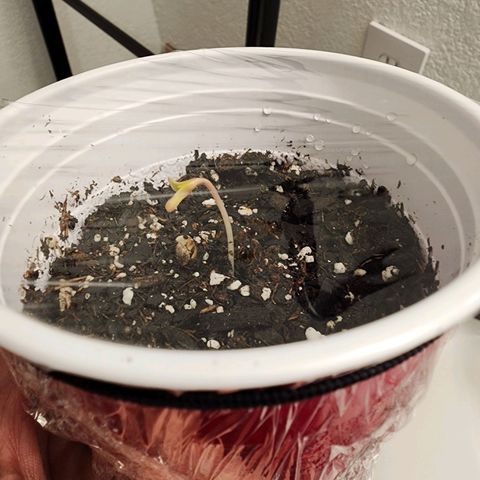 Rainbow Runtz growlog photo: First sprout! 