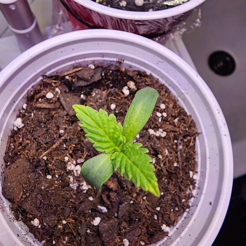 Rainbow Runtz growlog timeline photo