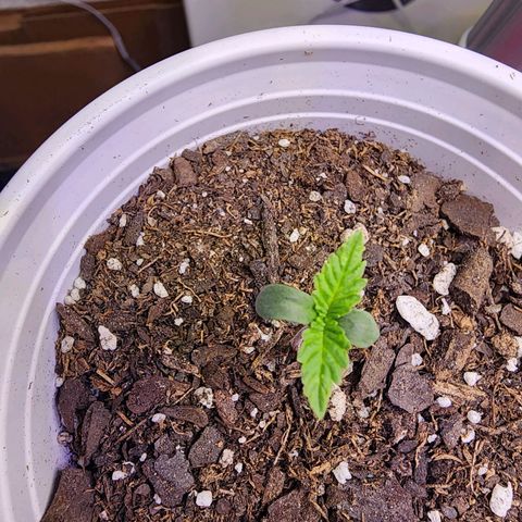 Rainbow Runtz growlog timeline photo