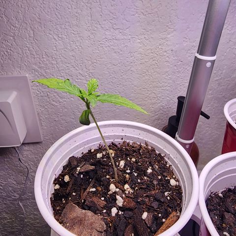 Rainbow Runtz growlog timeline photo
