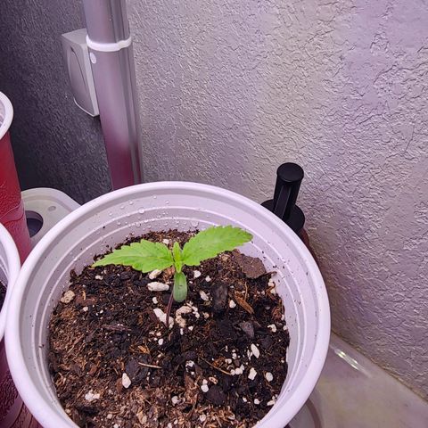 Rainbow Runtz growlog timeline photo