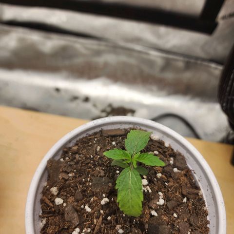 Rainbow Runtz growlog timeline photo