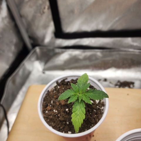 Rainbow Runtz growlog timeline photo