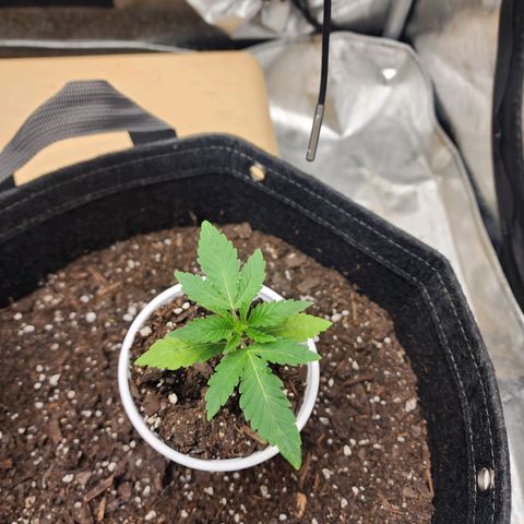 Rainbow Runtz growlog timeline photo