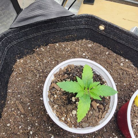 Rainbow Runtz growlog timeline photo