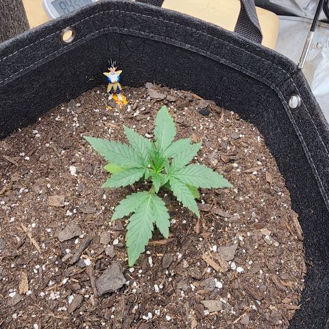 Rainbow Runtz growlog timeline photo
