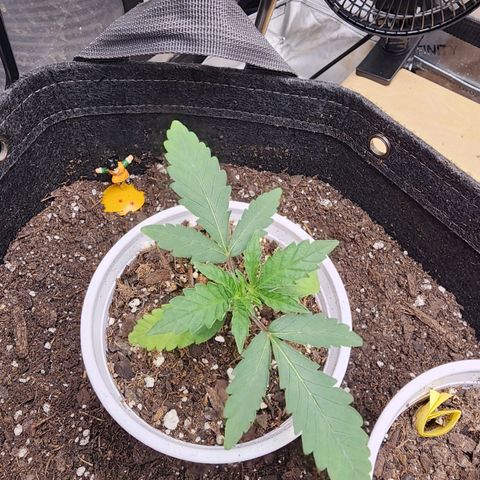 Rainbow Runtz growlog timeline photo