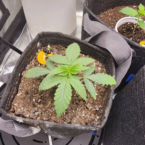 Rainbow Runtz growlog timeline photo