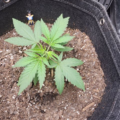 Rainbow Runtz growlog timeline photo