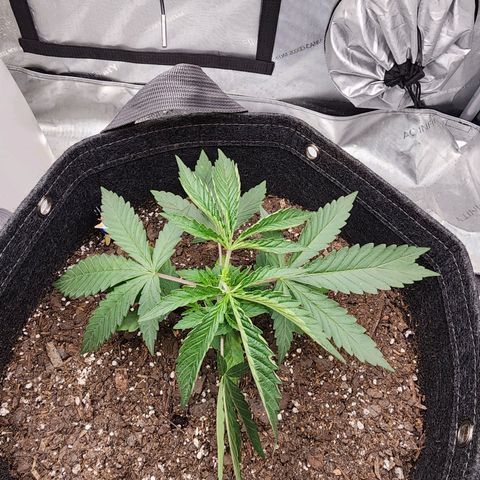 Rainbow Runtz growlog timeline photo