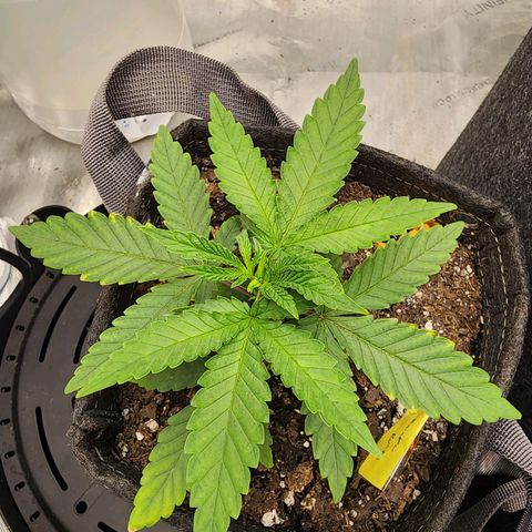 Rainbow Runtz growlog timeline photo
