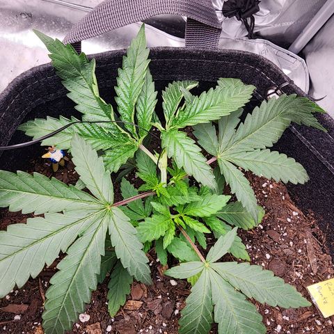 Rainbow Runtz growlog timeline photo