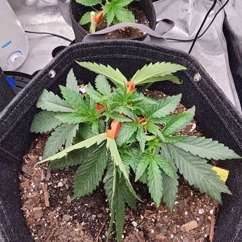 Rainbow Runtz growlog photo: LST start 