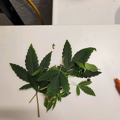 Rainbow Runtz growlog timeline photo