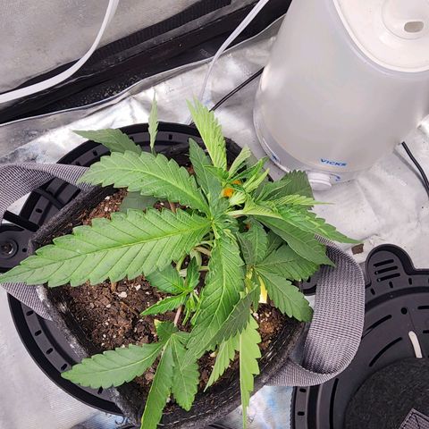 Rainbow Runtz growlog timeline photo