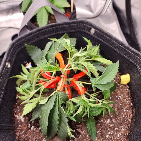 Rainbow Runtz growlog timeline photo