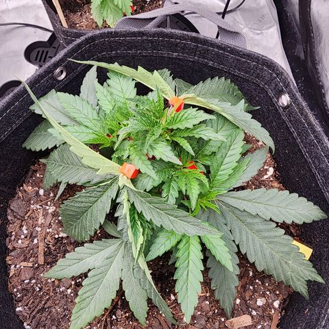 Rainbow Runtz growlog timeline photo