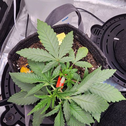 Rainbow Runtz growlog timeline photo