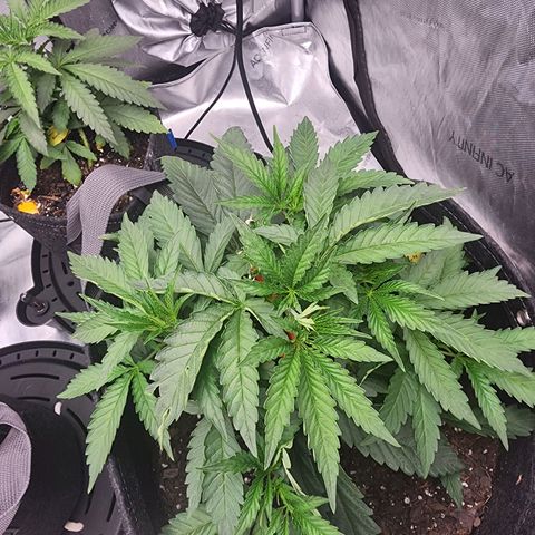 Rainbow Runtz growlog timeline photo