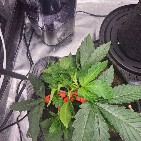 Rainbow Runtz growlog timeline photo