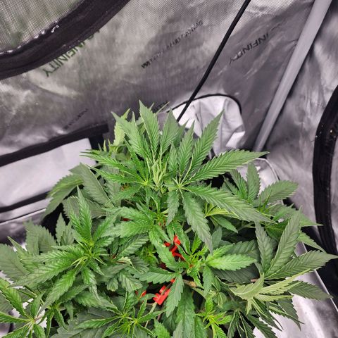 Rainbow Runtz growlog timeline photo