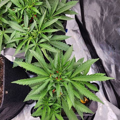 Rainbow Runtz growlog timeline photo