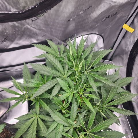 Rainbow Runtz growlog timeline photo